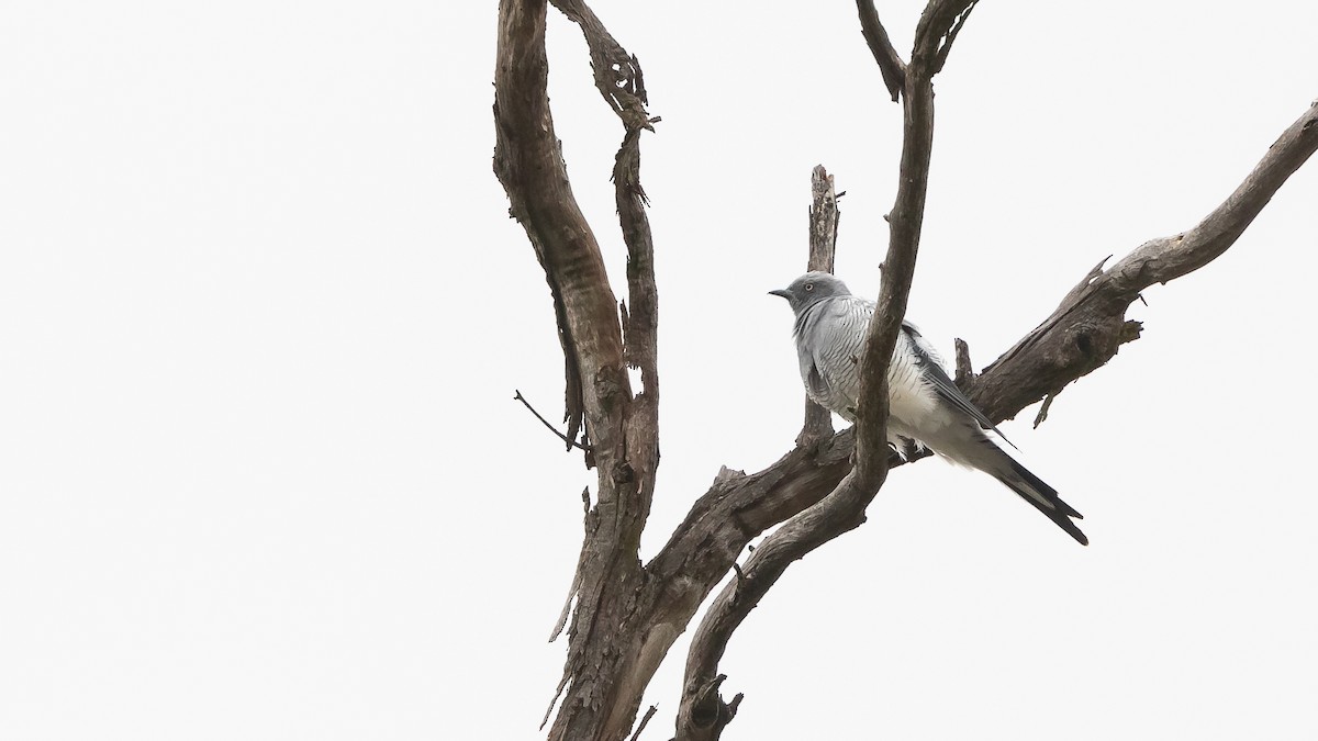 Ground Cuckooshrike - James Bennett