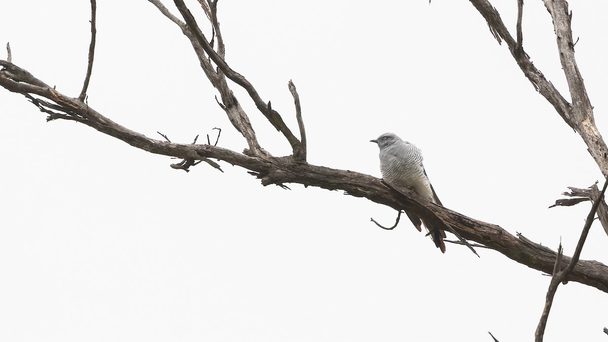 Ground Cuckooshrike - James Bennett