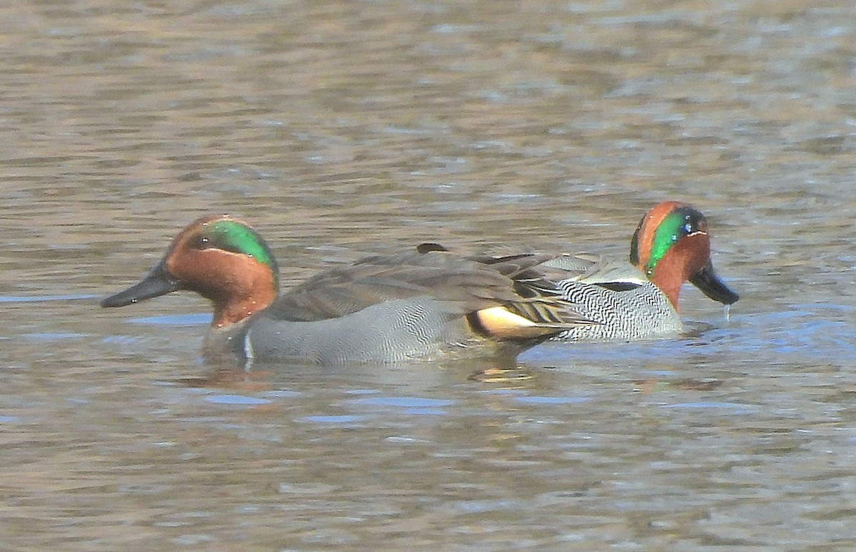 Green-winged Teal (Eurasian) - ML615265591