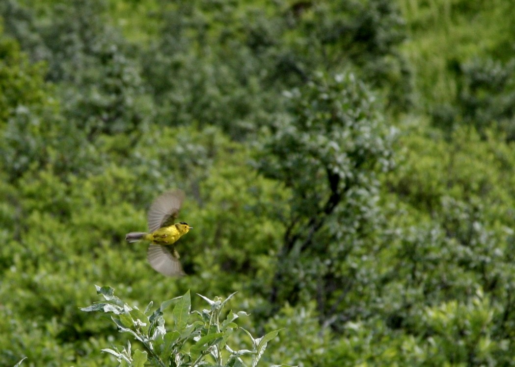 Wilson's Warbler - Eli Philip