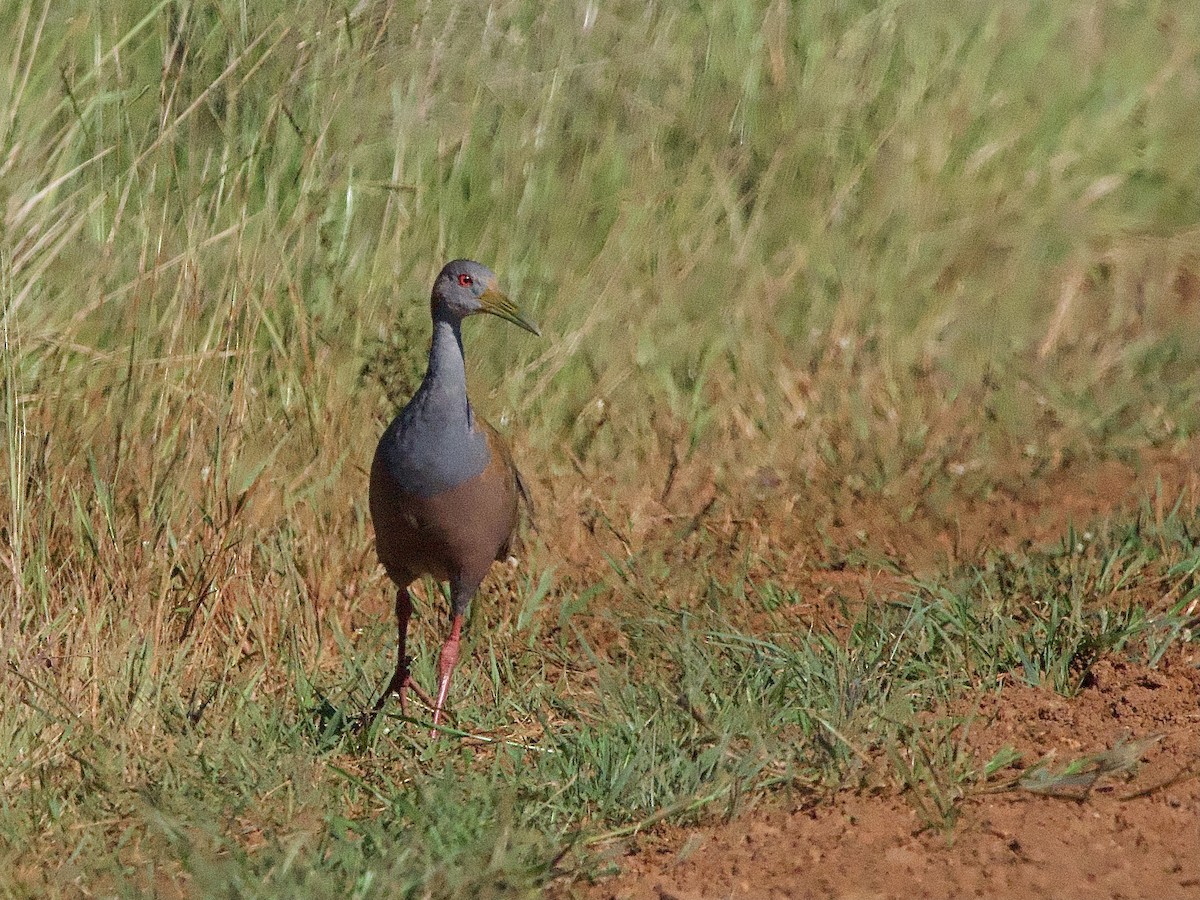 Giant Wood-Rail - ML615265684