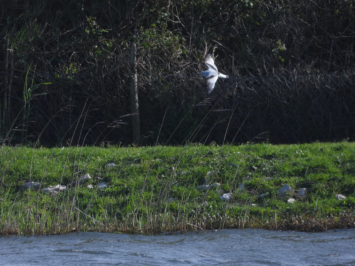 Little Gull - ML615265750