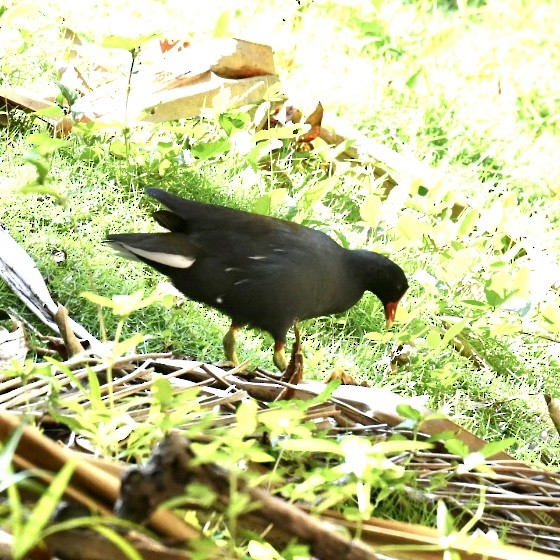 Common Gallinule - ML615265777