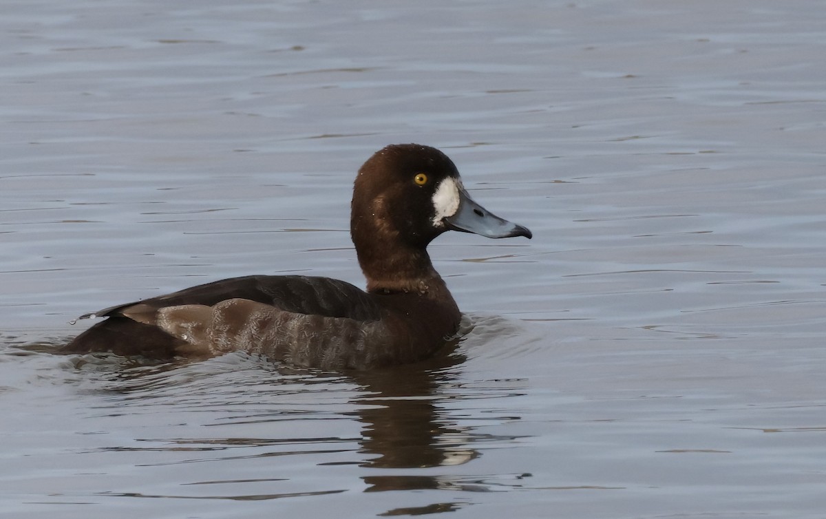 Greater Scaup - ML615265889