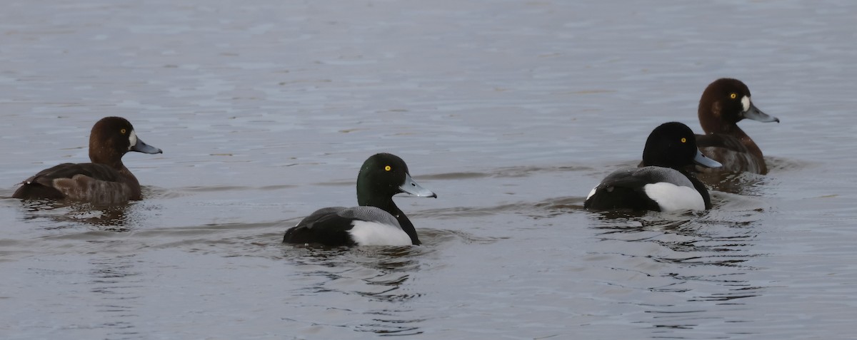 Greater Scaup - ML615265890