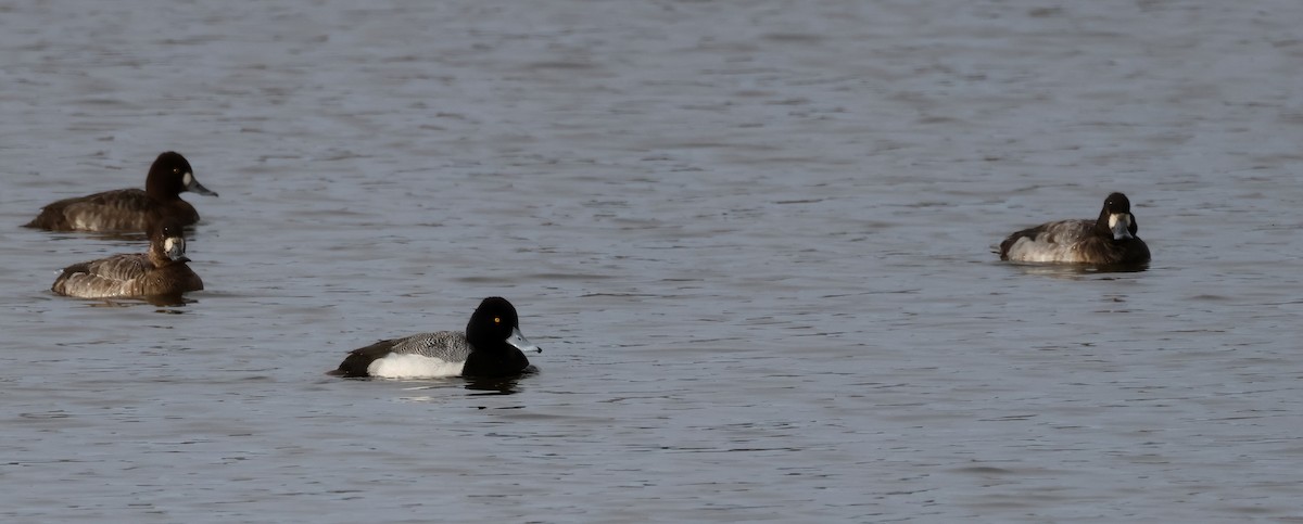 Lesser Scaup - ML615265907