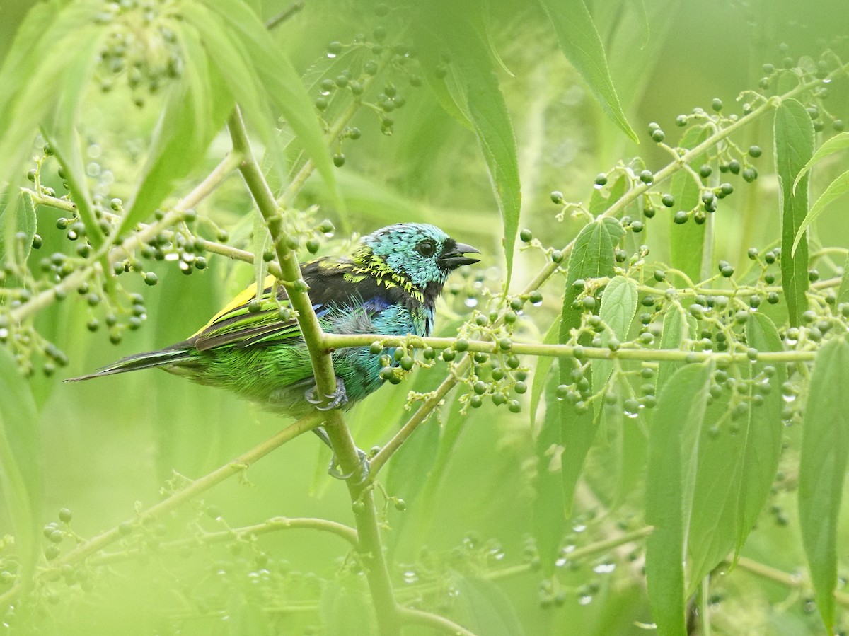 Green-headed Tanager - Adrian Antunez