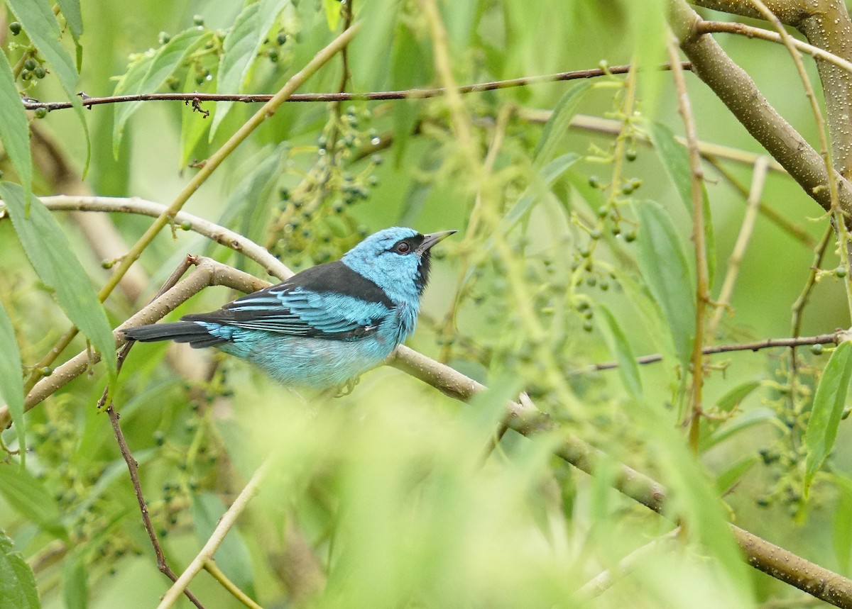 Blue Dacnis - Adrian Antunez