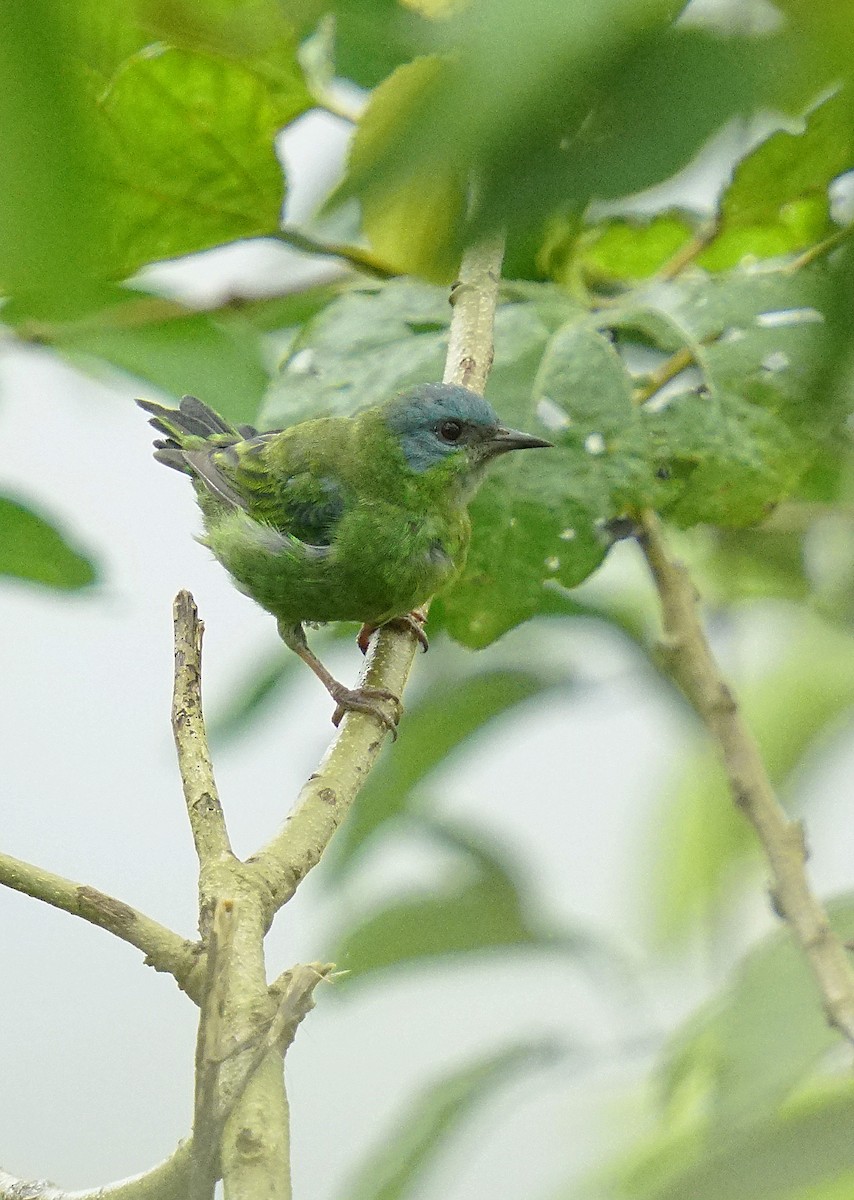 Blue Dacnis - ML615266123