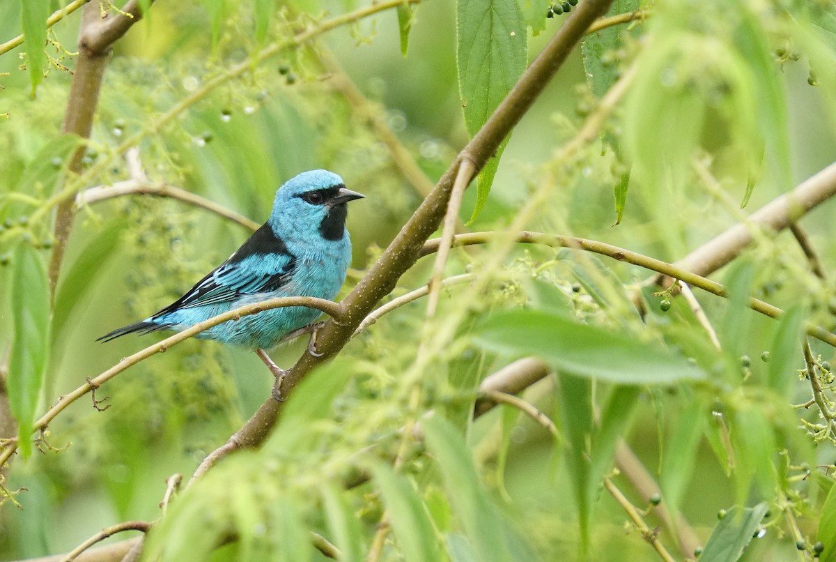 Blue Dacnis - Adrian Antunez