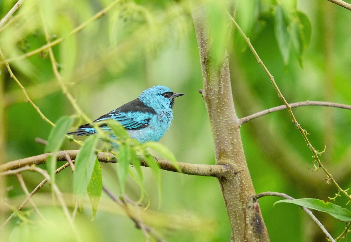 Blue Dacnis - Adrian Antunez