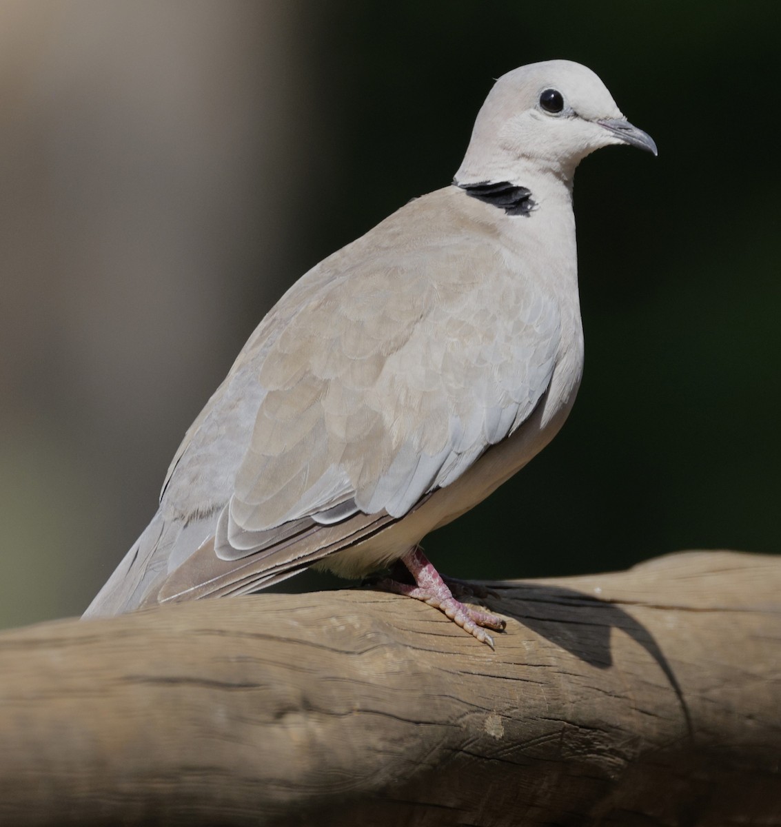 Ring-necked Dove - ML615266152