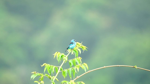 Blue Dacnis - ML615266181