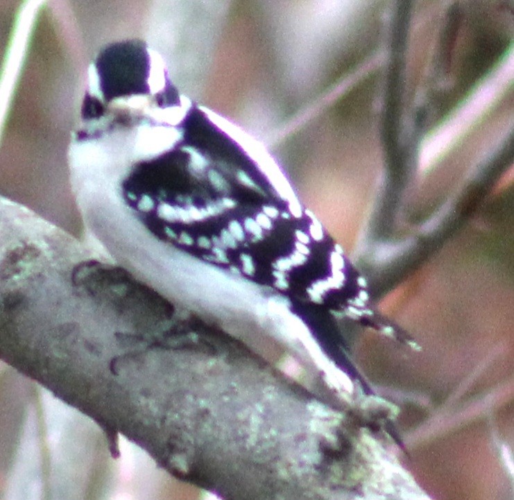 Downy Woodpecker (Eastern) - ML615266218