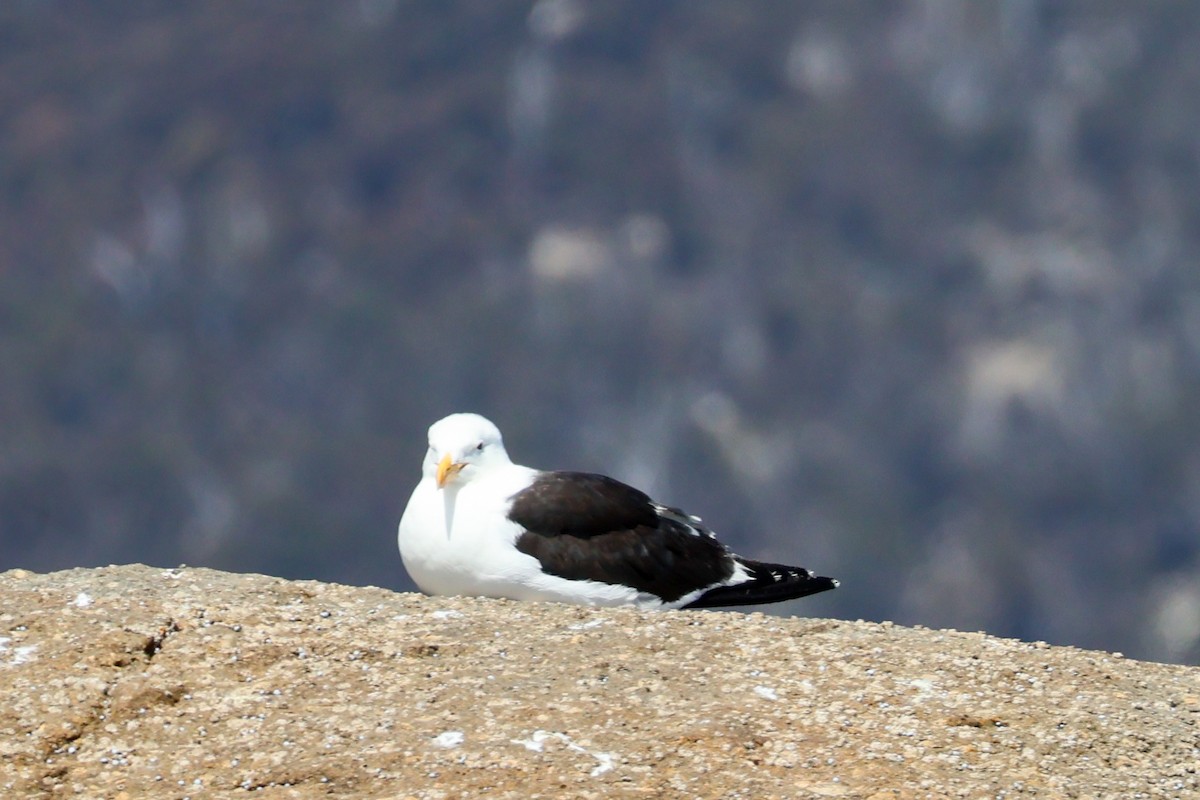 Kelp Gull - ML615266249