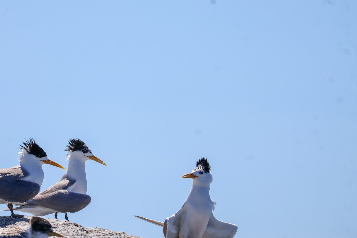 Great Crested Tern - ML615266277