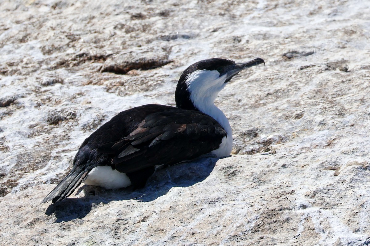 Black-faced Cormorant - ML615266368