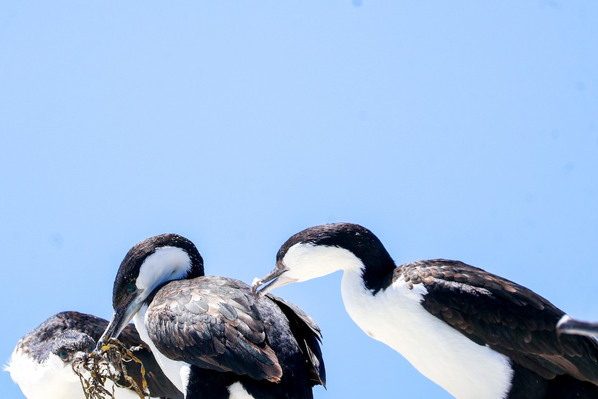 Black-faced Cormorant - ML615266372