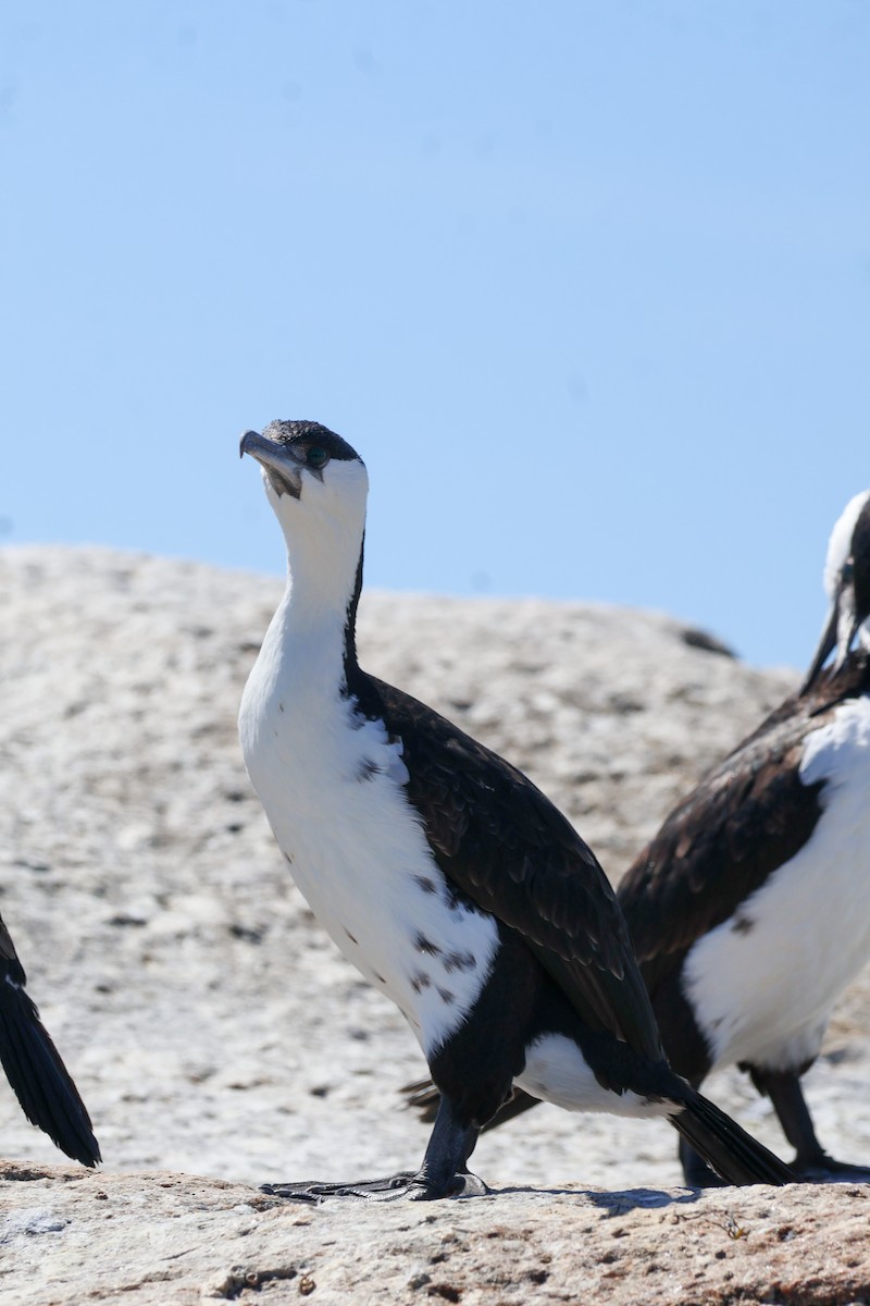 Black-faced Cormorant - ML615266374