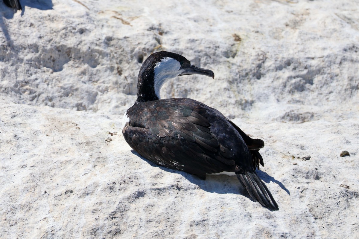 Black-faced Cormorant - ML615266377