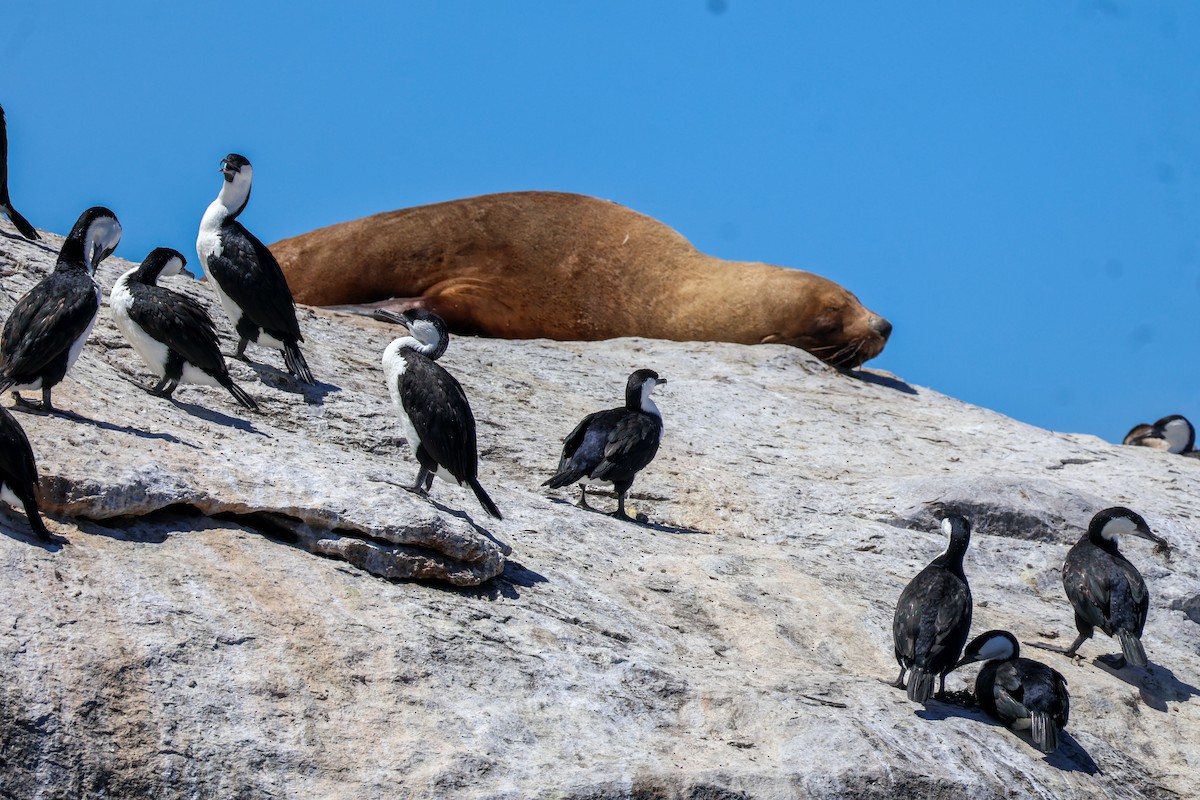 Black-faced Cormorant - ML615266379