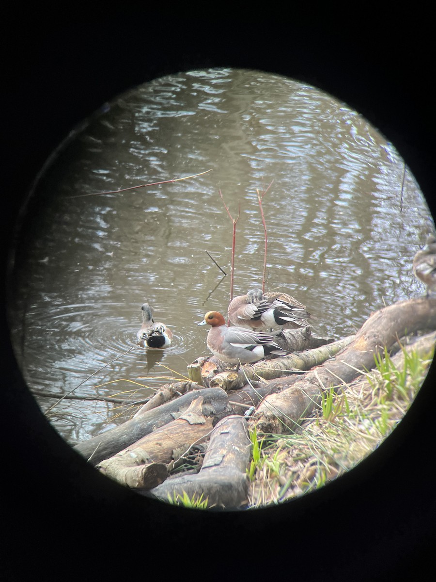 Eurasian Wigeon - ML615266386