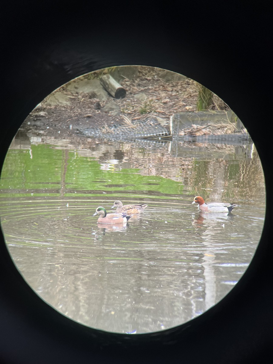 Eurasian Wigeon - ML615266387