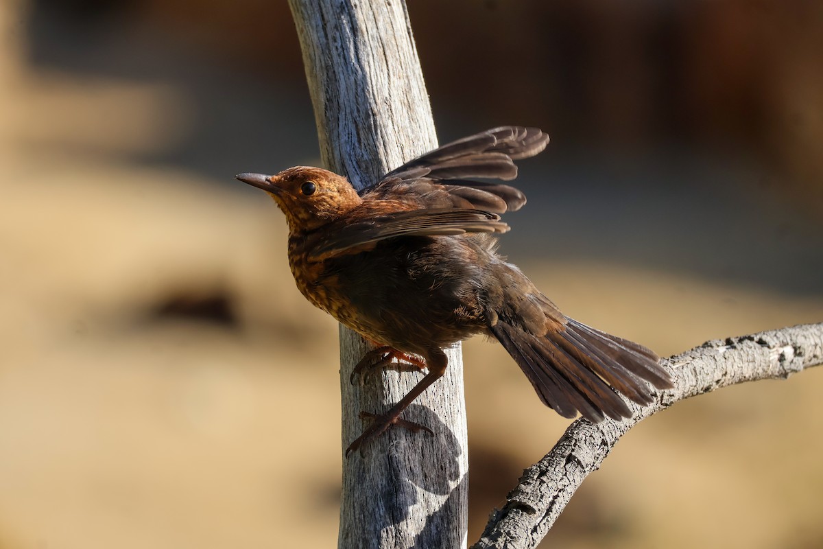 Eurasian Blackbird - ML615266458