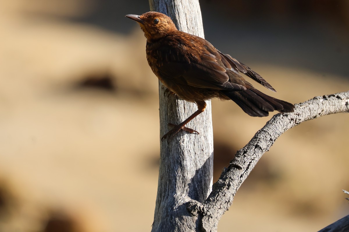 Eurasian Blackbird - ML615266460