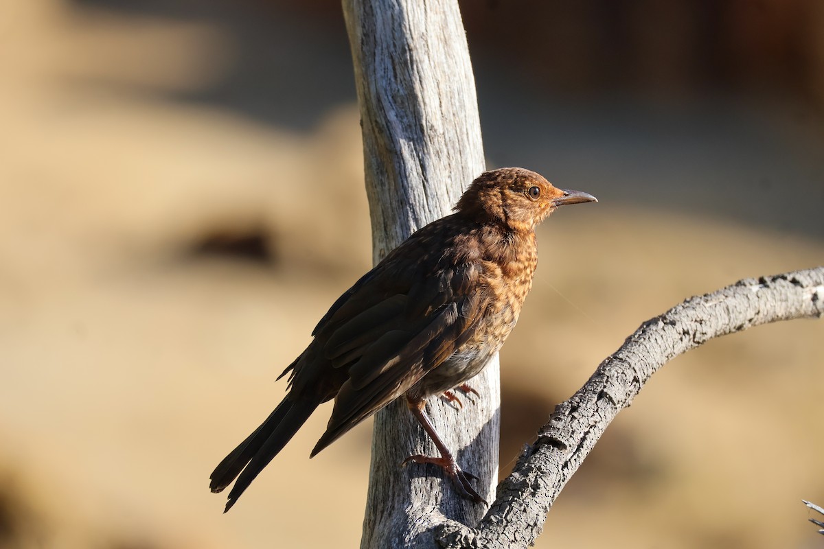 Eurasian Blackbird - ML615266462