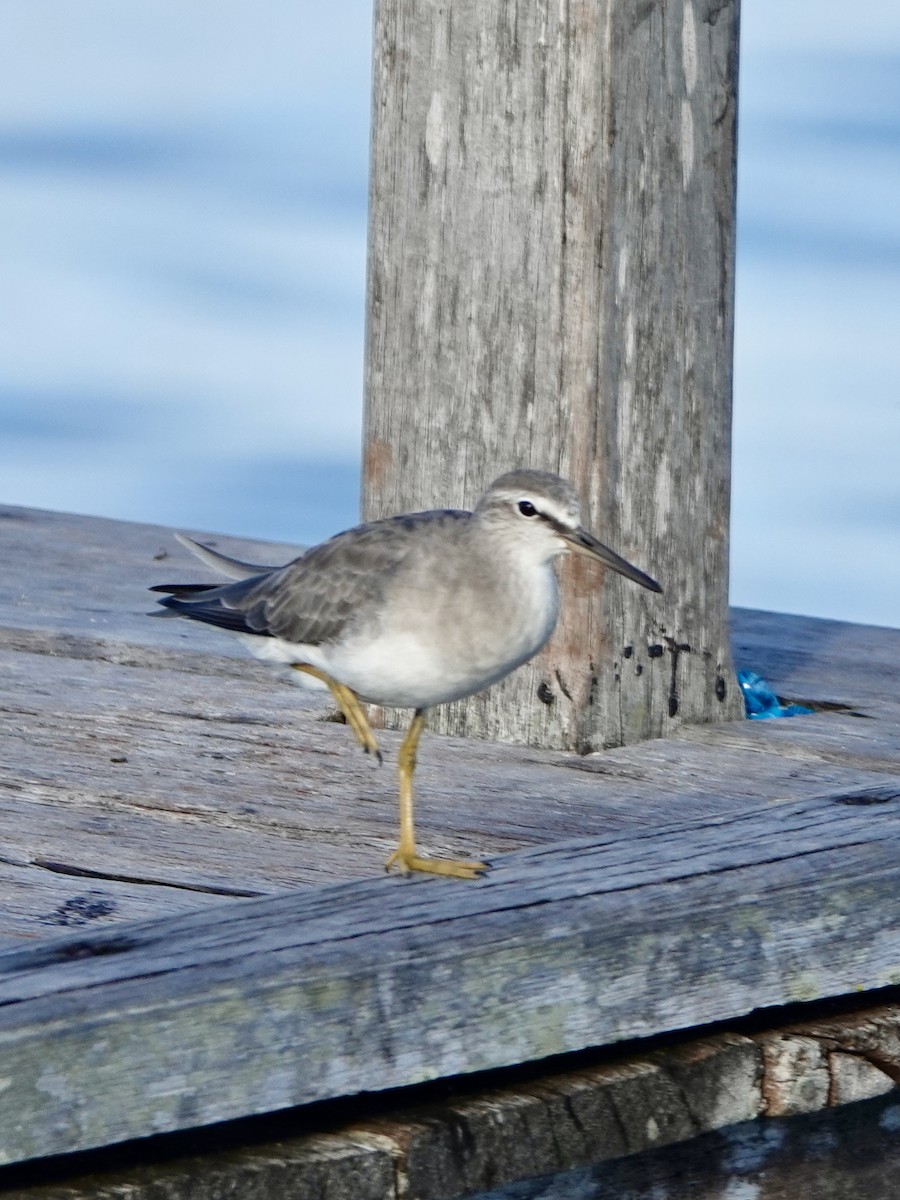 Gray-tailed Tattler - Howie Nielsen