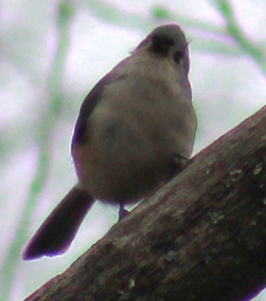 Tufted Titmouse - ML615266468