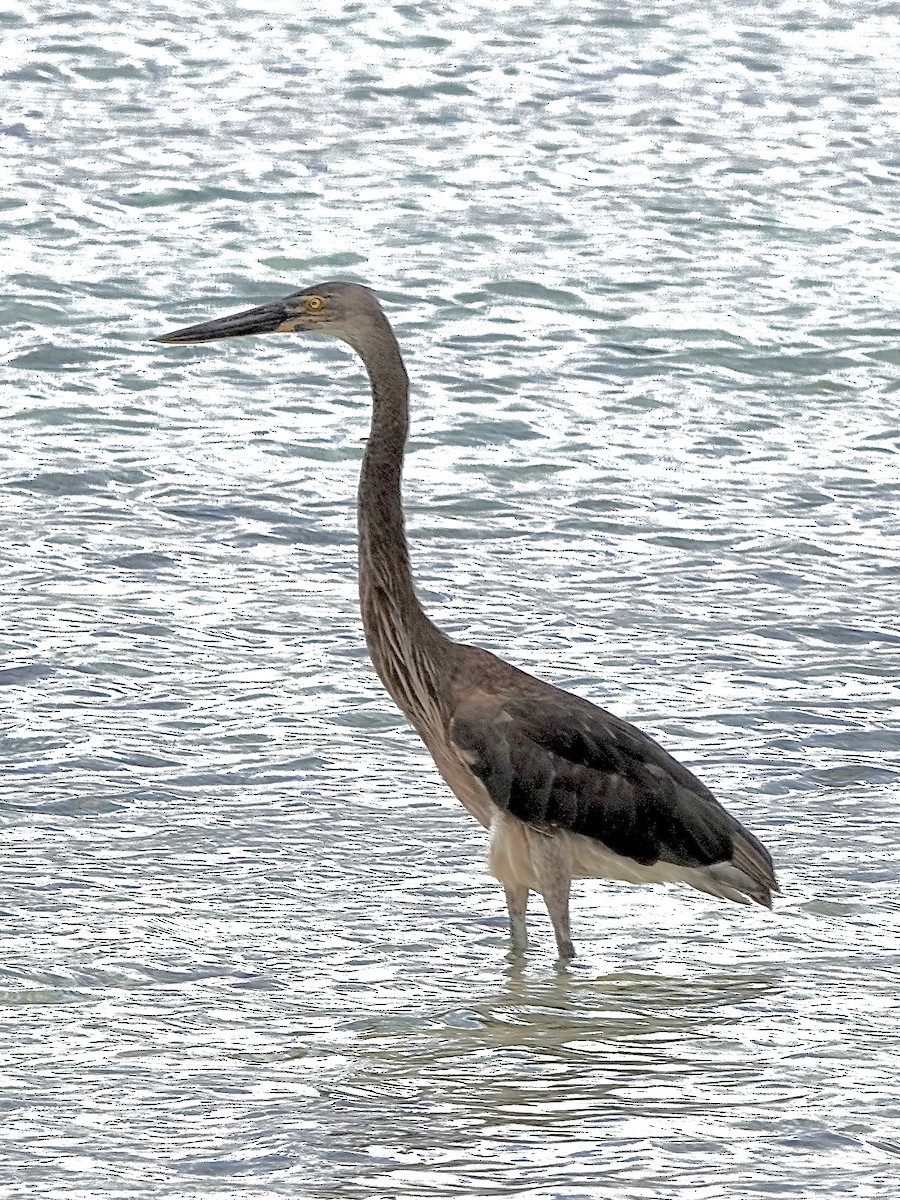 Great-billed Heron - ML615266501