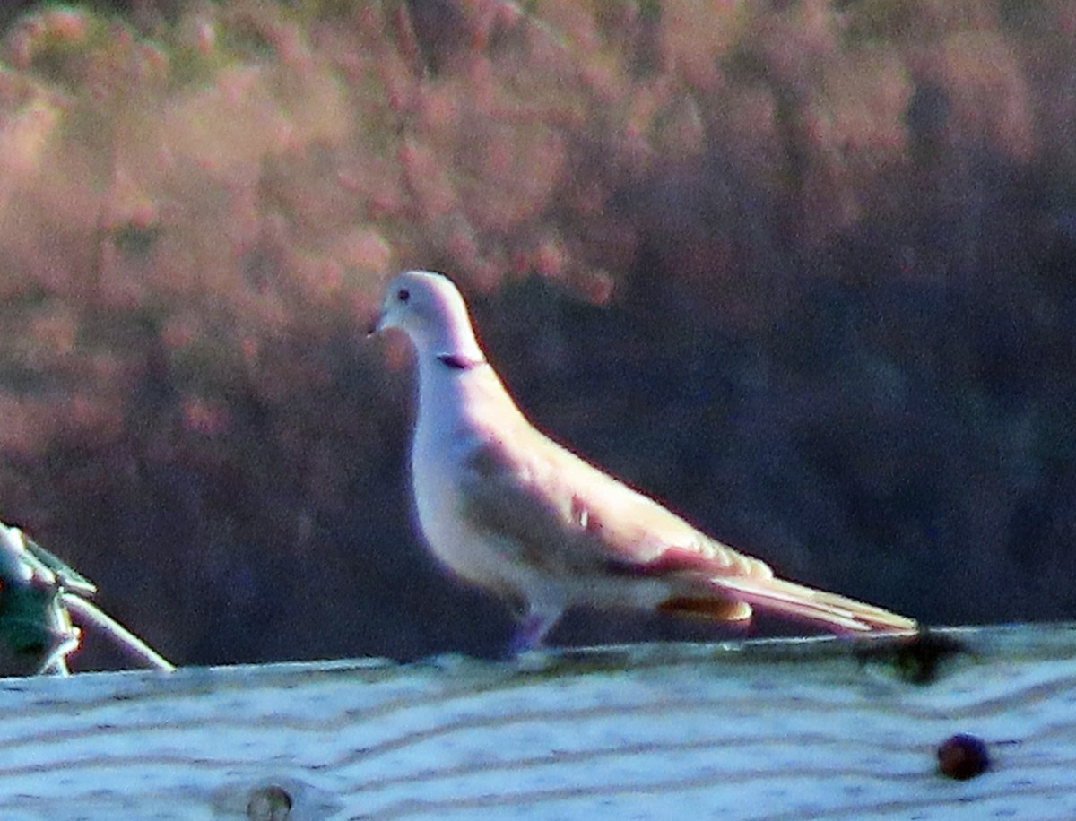 Eurasian Collared-Dove - ML615266517