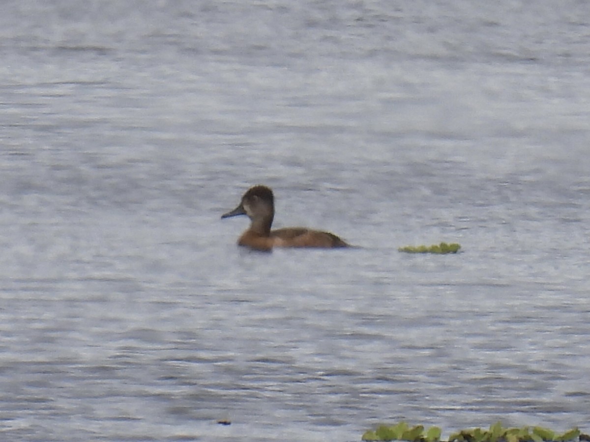 Ring-necked Duck - ML615266530