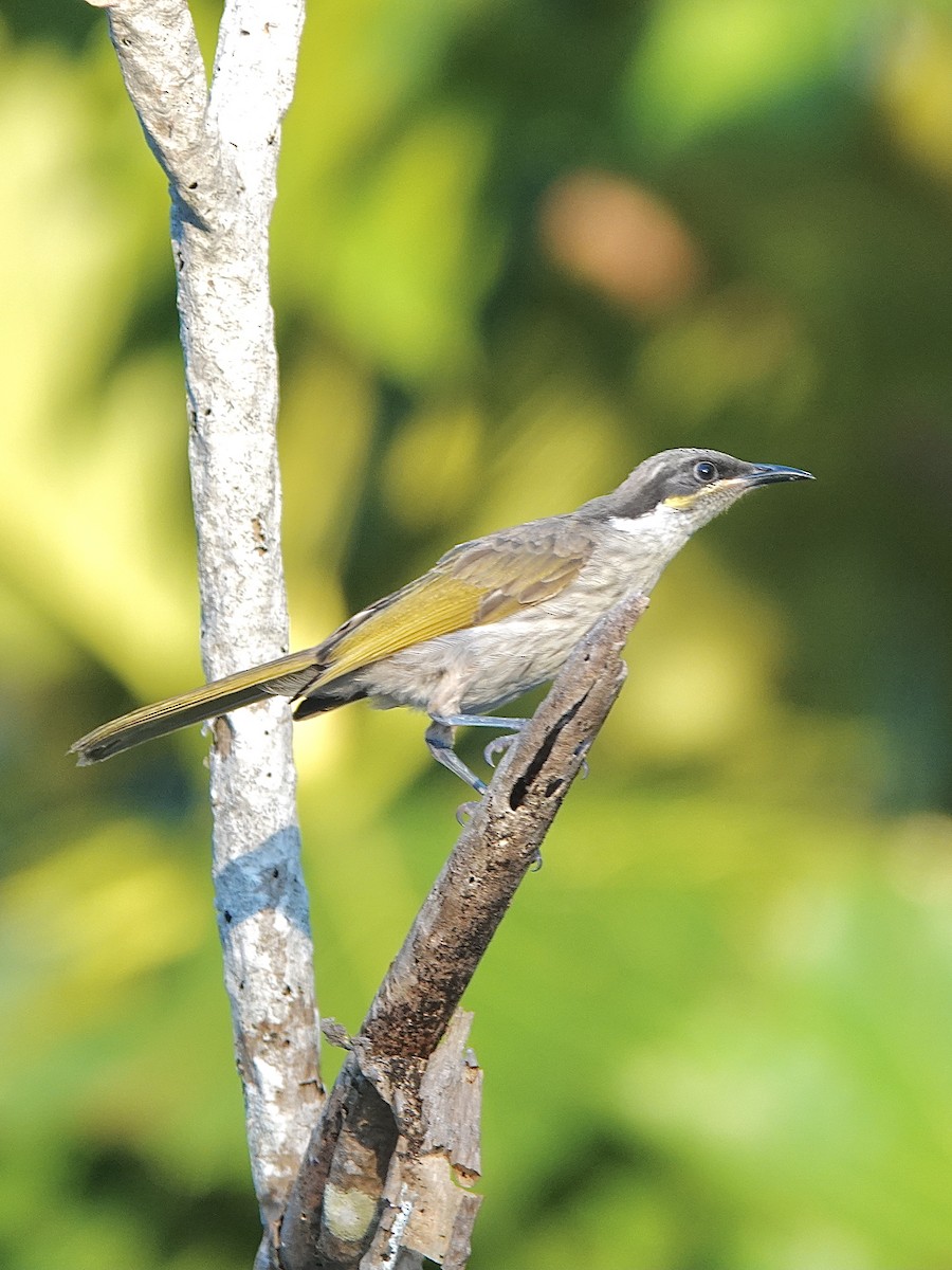 Varied Honeyeater - ML615266537