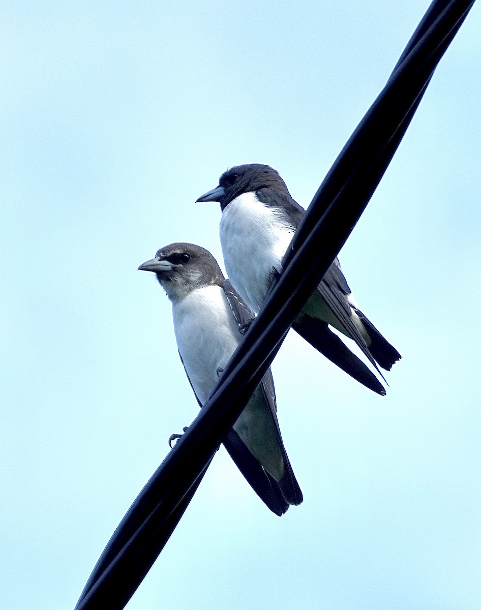 White-breasted Woodswallow - ML615266558