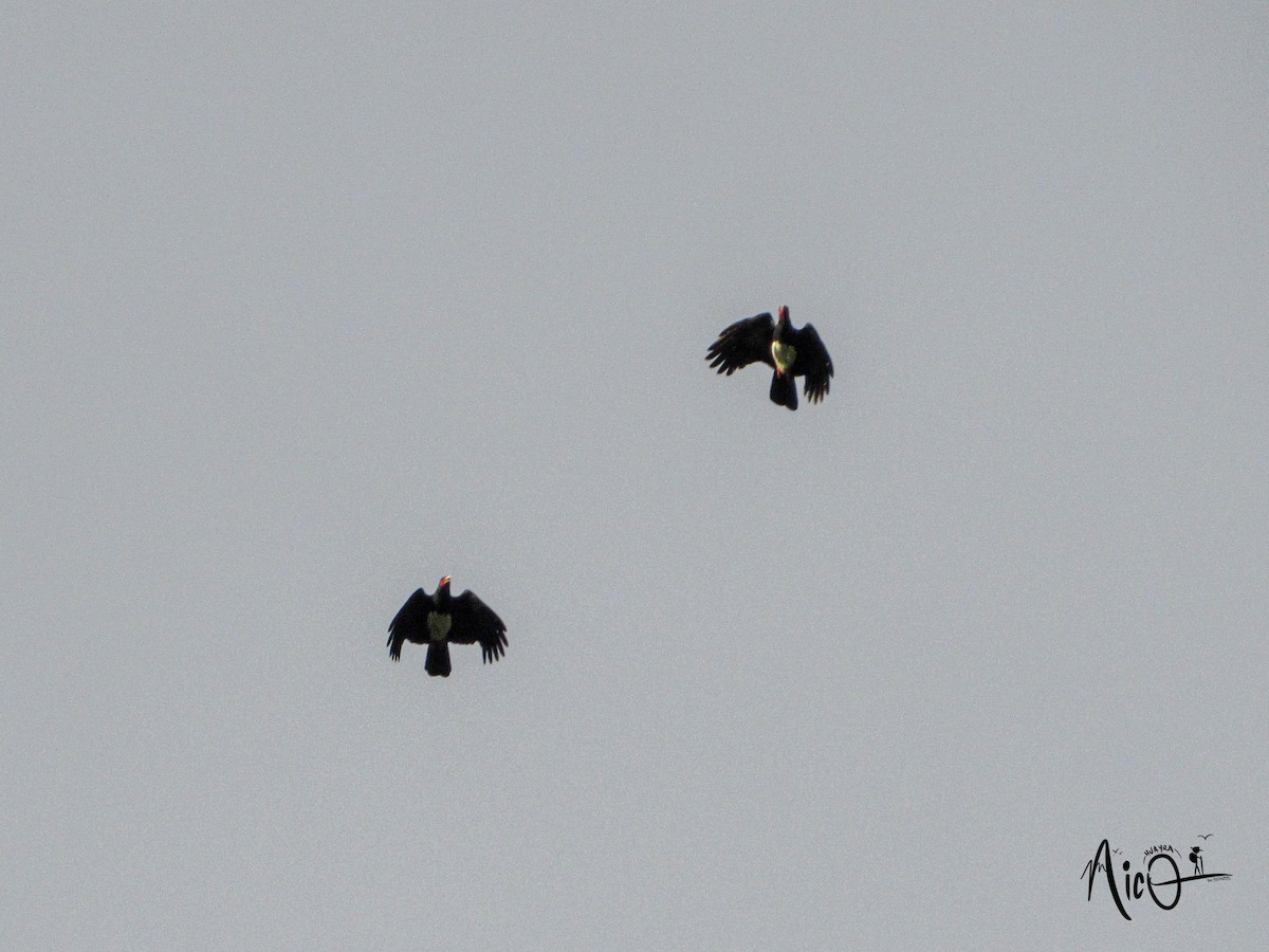 Red-throated Caracara - ML615266606