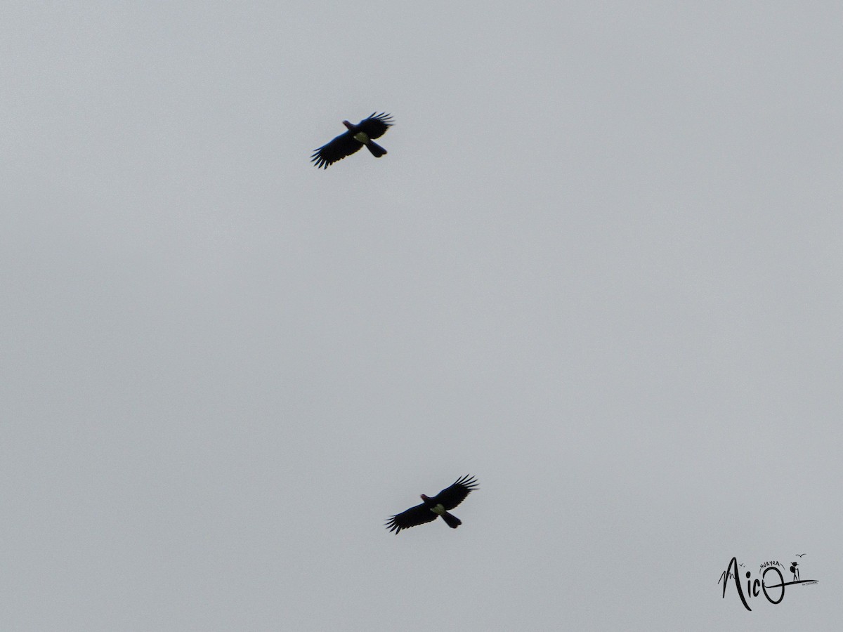 Red-throated Caracara - ML615266607