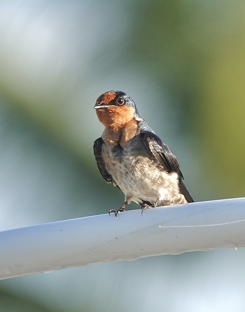 Pacific Swallow - ML615266608