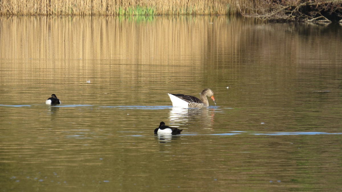 Tufted Duck - ML615266616