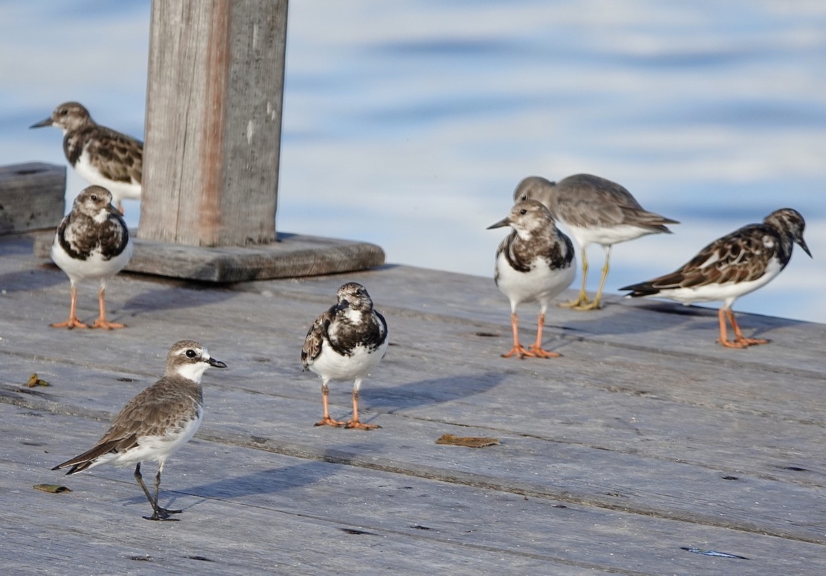 Ruddy Turnstone - ML615266701