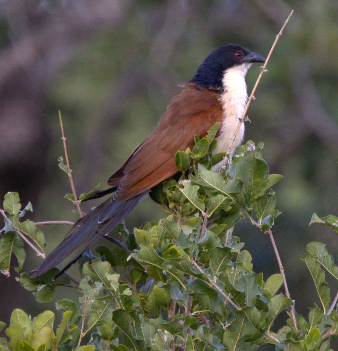 White-browed Coucal (Burchell's) - ML615266709