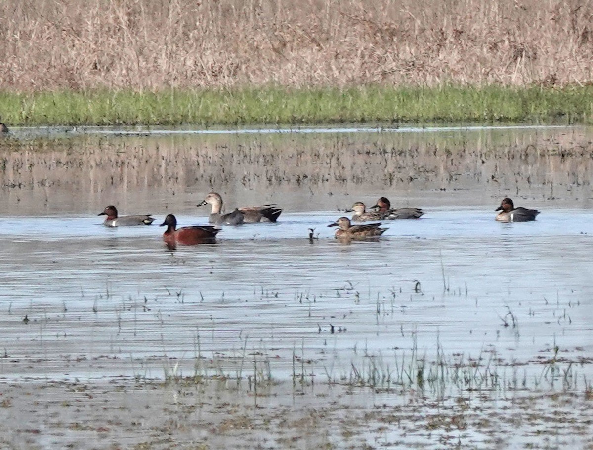 Cinnamon Teal - Sheridan Coffey