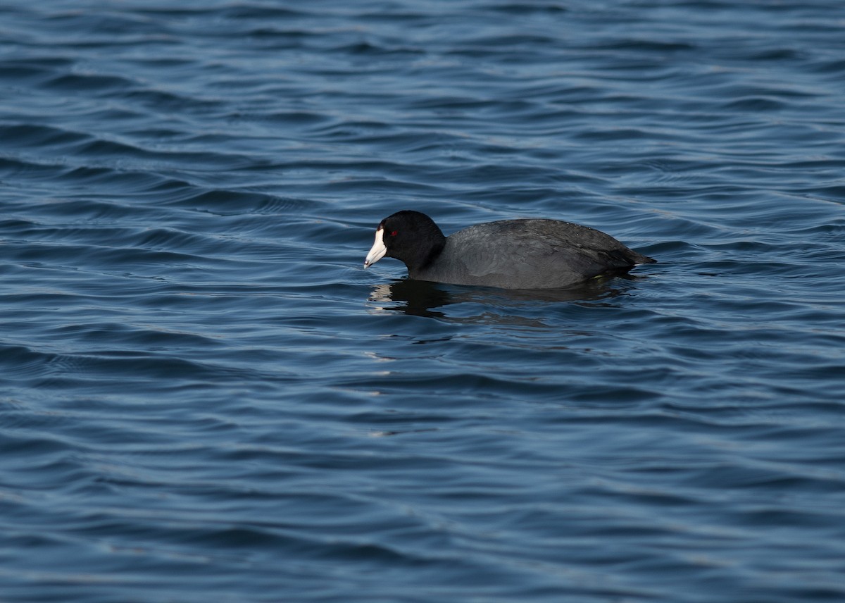 American Coot - ML615266718