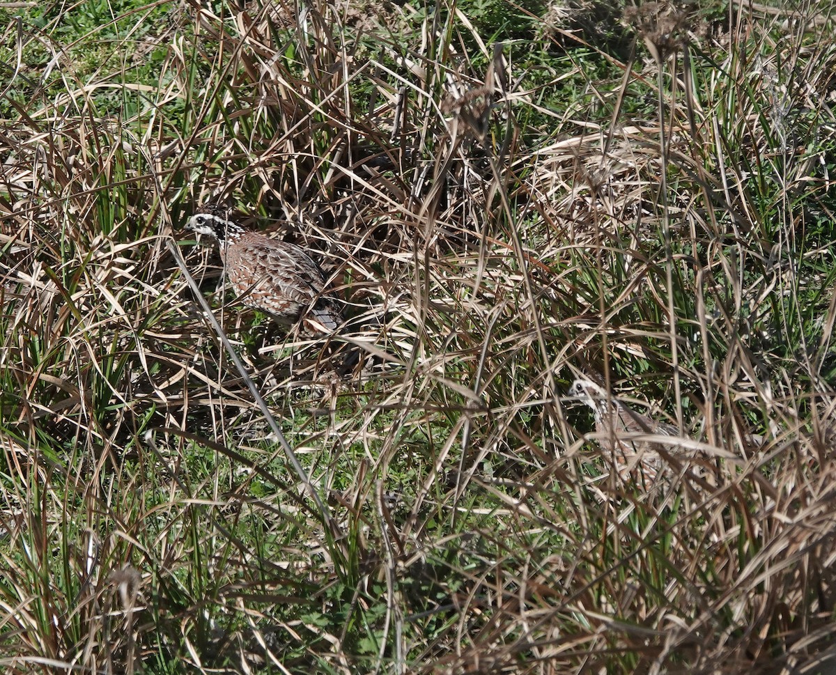 Northern Bobwhite - ML615266726