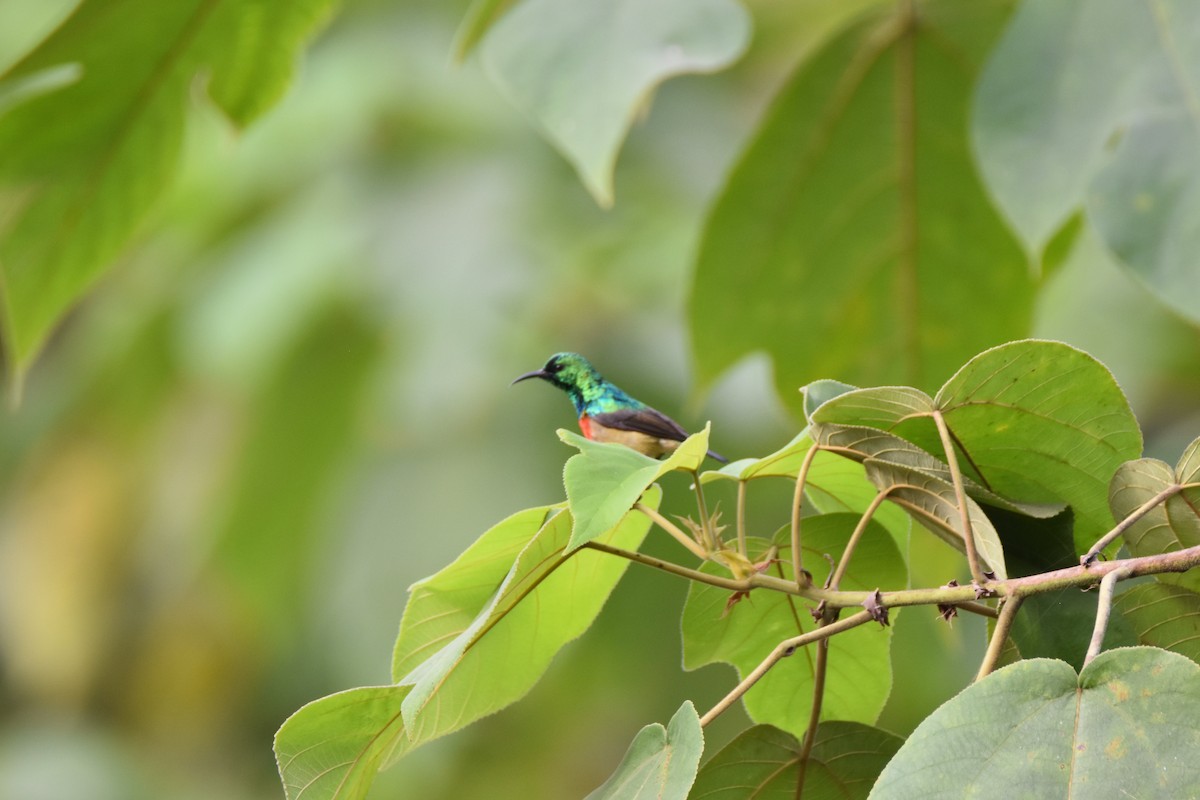 Olive-bellied Sunbird - Peter Kavouras