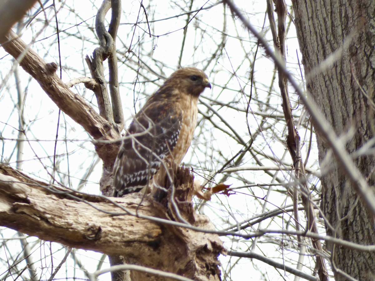 Red-shouldered Hawk - ML615266794