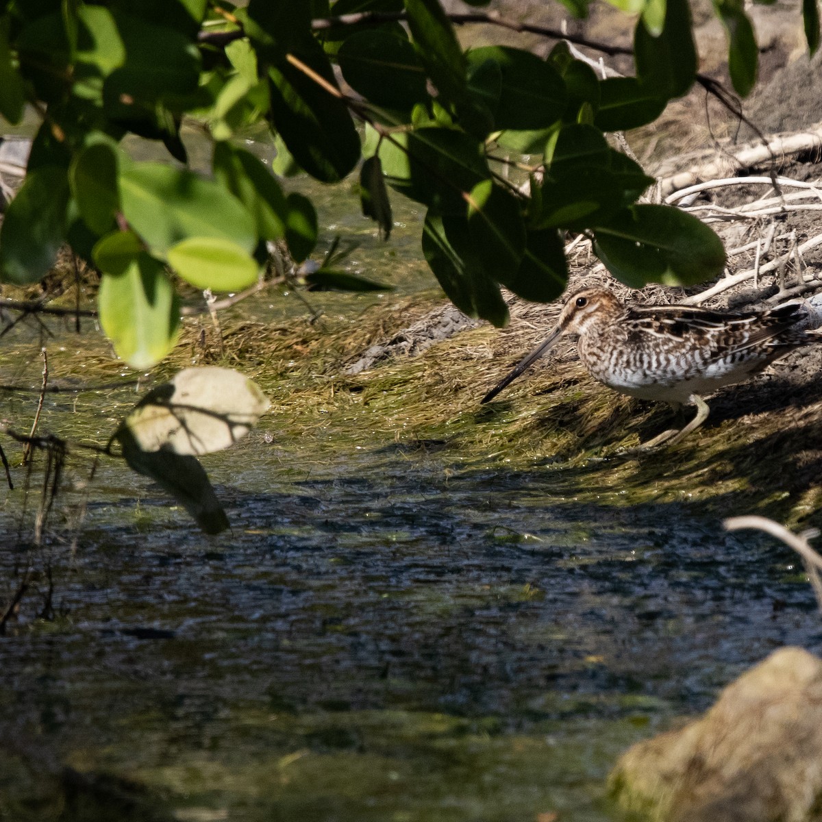 Wilson's Snipe - ML615266891