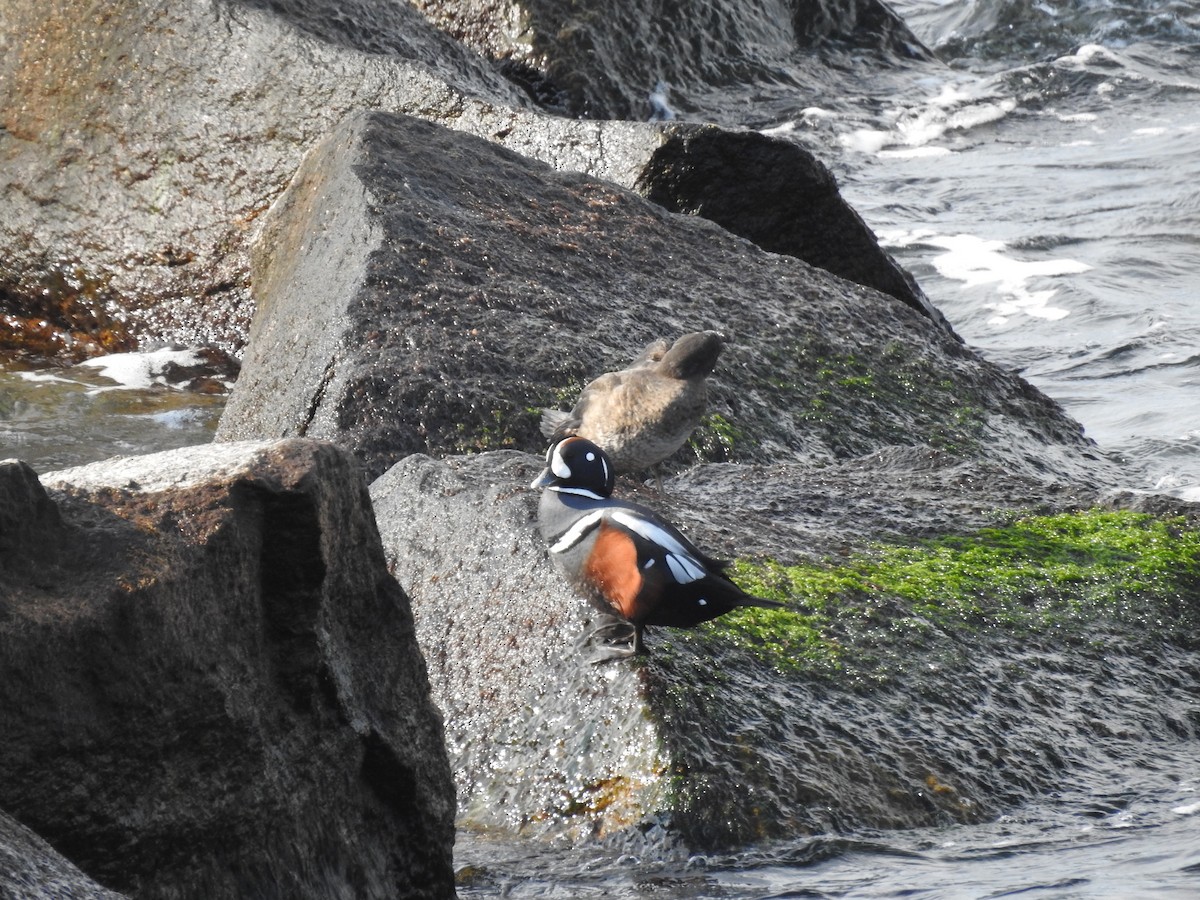 Harlequin Duck - Laura Mae